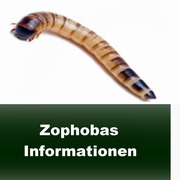 Informationen zur Haltung und Zucht von Zophobas